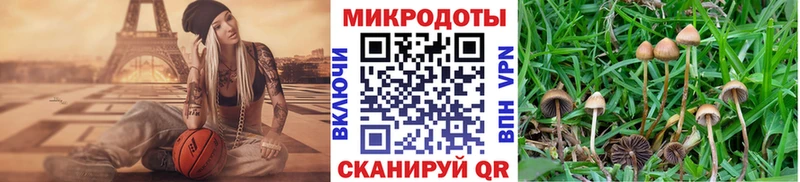 Галлюциногенные грибы Psilocybine cubensis  Рыбное 